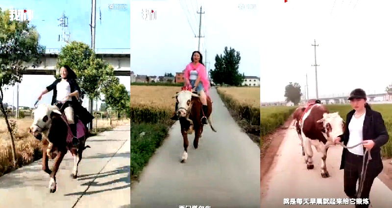 Chinese Farm Girl Rides Cows Around Town Because Horses Are Expensive