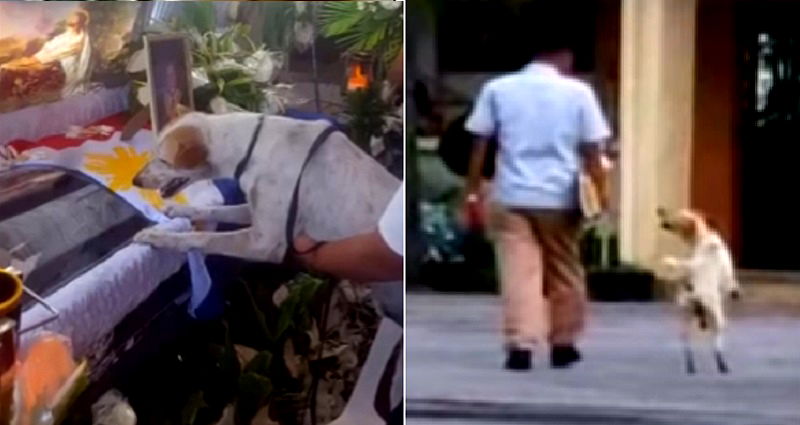 Viral Dog Who Refused to Leave Dead Owner’s Side Dies