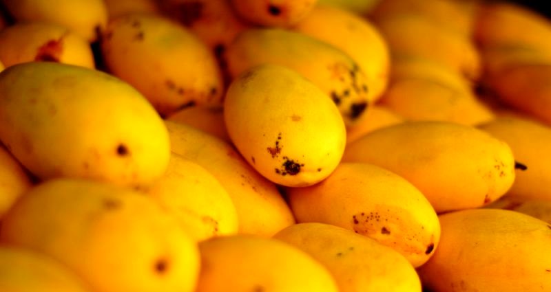 The Philippines Grew 10 Million Extra Mangoes Because of Unusual Warm Weather