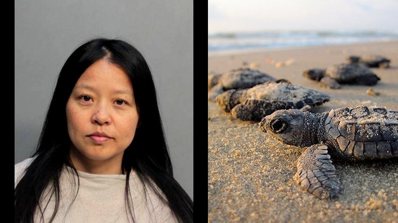 Woman Who Stomped on Sea Turtle Nest Arrested Again Trying to Leave the Country