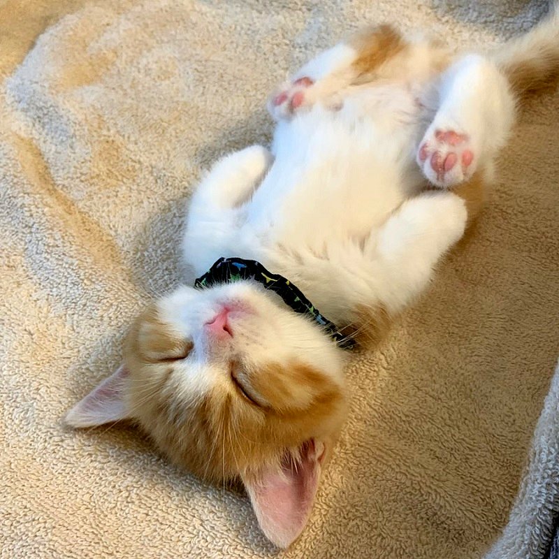 Netizens all over the world are unable to contain themselves after seeing the adorable orange and white calico munchkin kitten named Chata on Instagram.