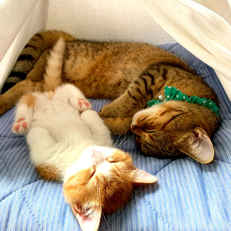 Netizens all over the world are unable to contain themselves after seeing the adorable orange and white calico munchkin kitten named Chata on Instagram.