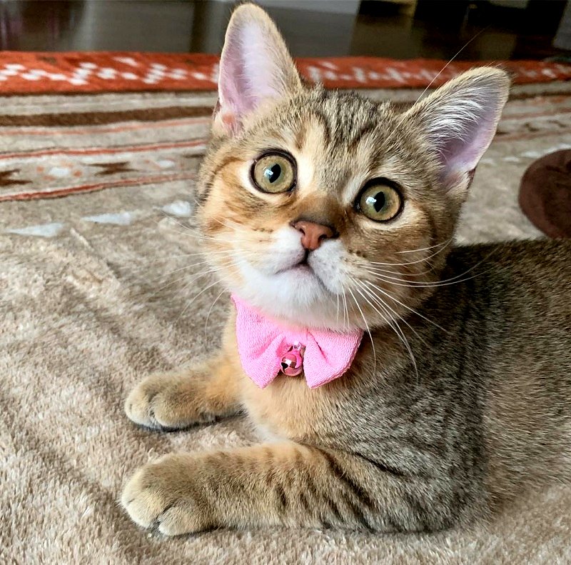 Netizens all over the world are unable to contain themselves after seeing the adorable orange and white calico munchkin kitten named Chata on Instagram.