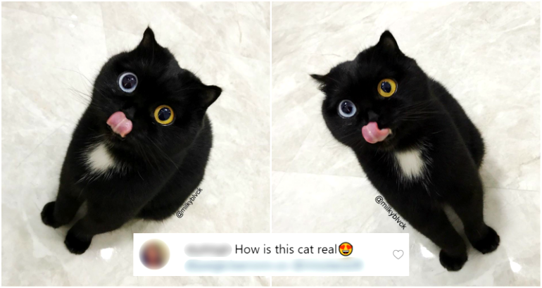 Cat with Rare Genetic Trait That Gives It ‘Odd-Eyes’ is Very OwO