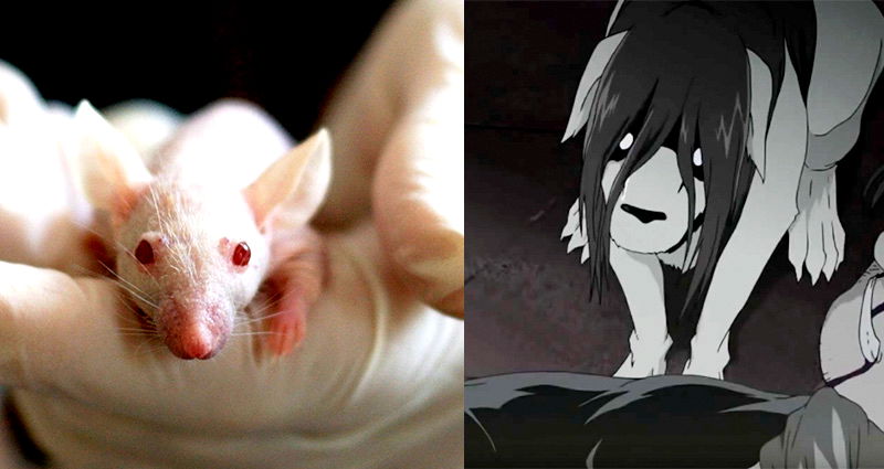 Japan Approves Scientist’s Plan to Create World’s First Human-Animal Hybrids