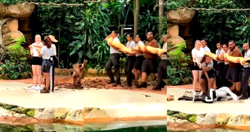 Woman Has the Most Extreme Reaction to Giant Python at Singapore Zoo