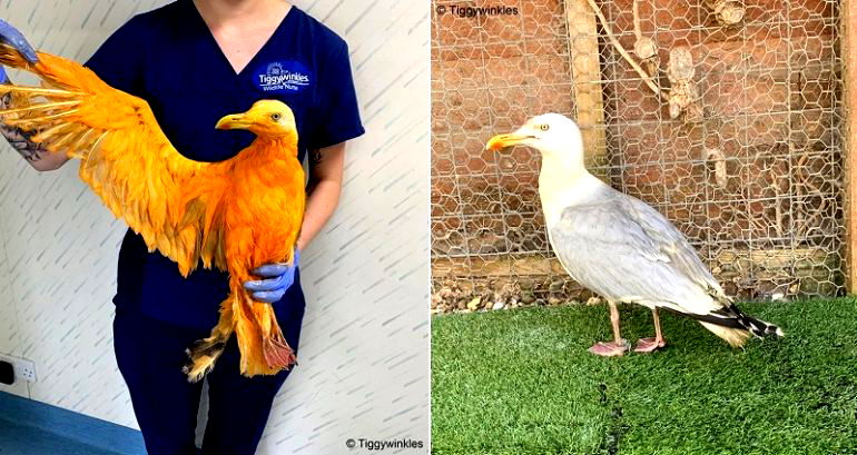 ‘Exotic’ Bird Being Treated by Vets is Actually a Seagull Covered in Curry