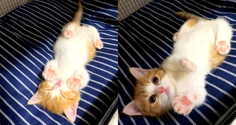 Munchkin Kitten in Japan Sleeps in the Most Adorable Way