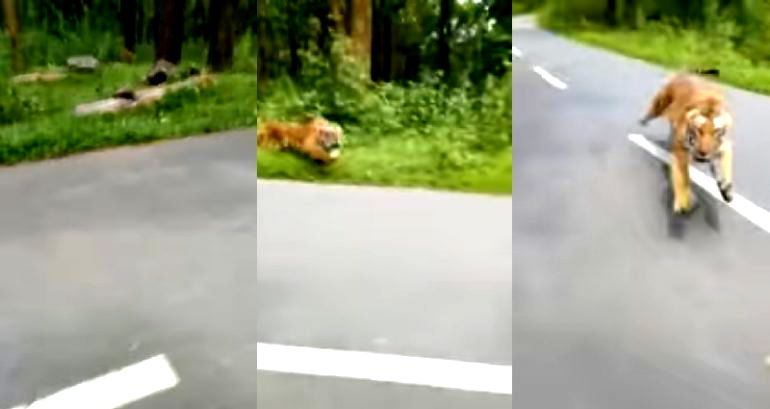 Terrifying Video Shows Tiger Chasing Motorcyclist Down the Road in India