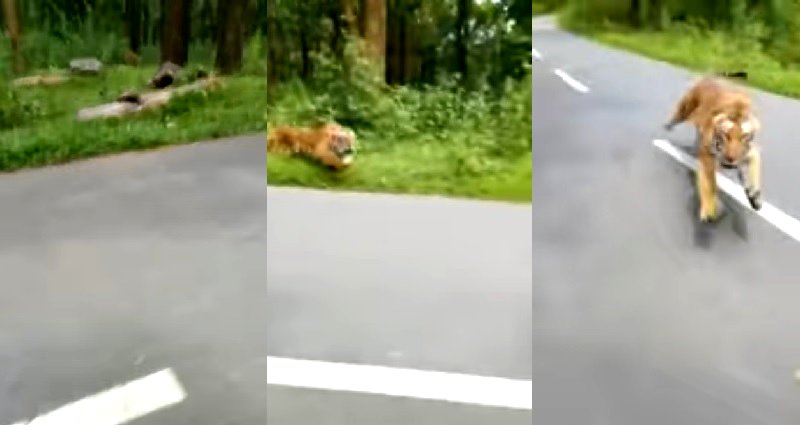 Terrifying Video Shows Tiger Chasing Motorcyclist Down the Road in India