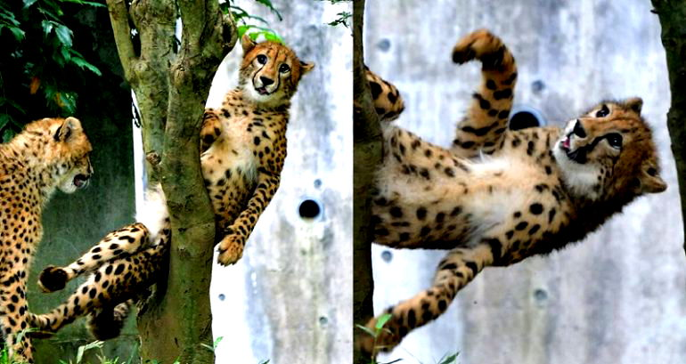 Japanese Zoo Captures the Perfect Moment a Cheetah Gets Stuck in a Tree