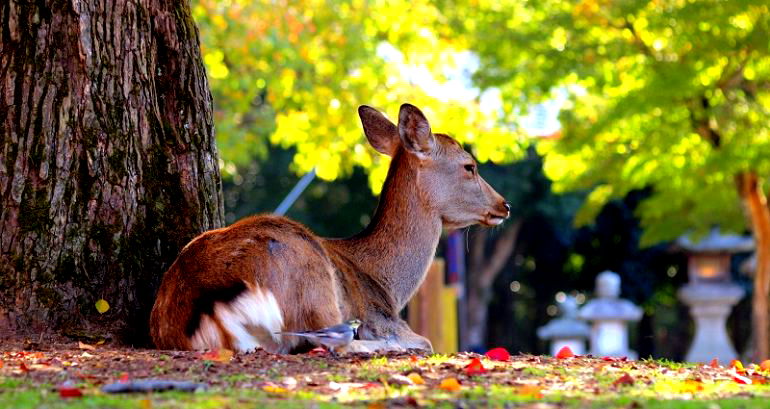 9 of 14 Nara Park Deer Have Died from Eating Plastic