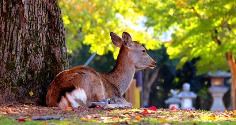 9 of 14 Nara Park Deer Have Died from Eating Plastic