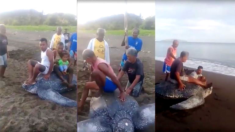 Upsetting Footage Shows Indonesian Locals Riding Helpless Sea Turtle 