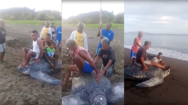 Upsetting Footage Shows Indonesian Locals Riding Helpless Sea Turtle 