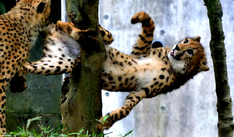 Japanese netizens have found a new internet darling in the form of an adorable cheetah which unfortunately got itself stuck in a tree.