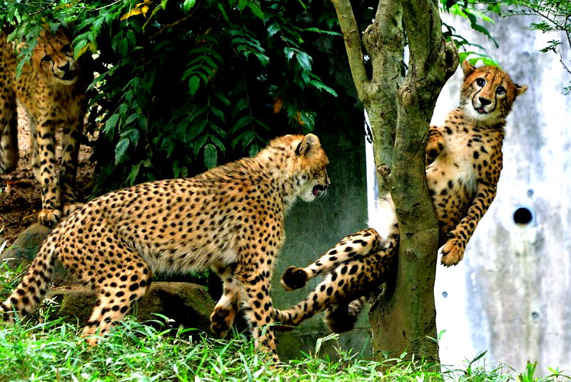 Japanese netizens have found a new internet darling in the form of an adorable cheetah which unfortunately got itself stuck in a tree.