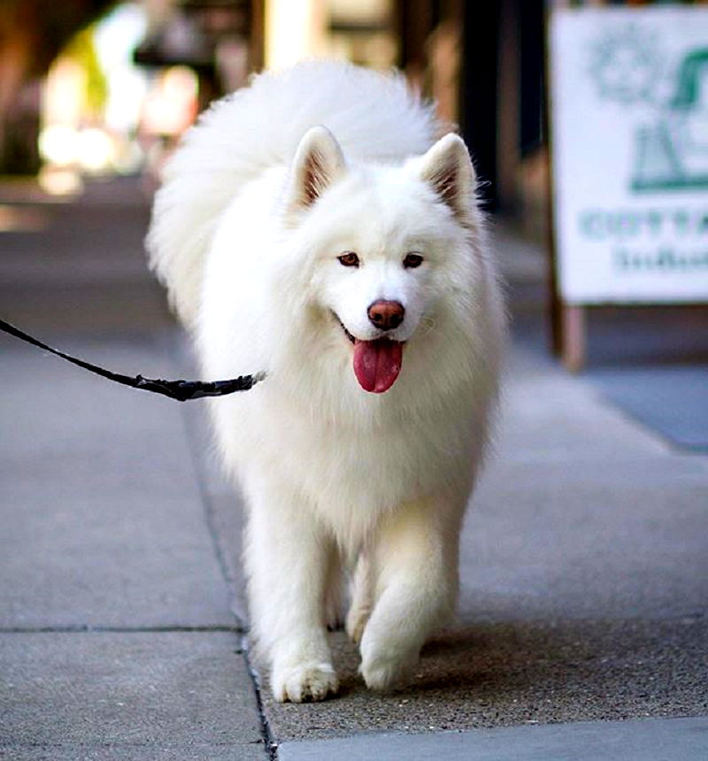 Meet Coconut Rice Bear, a four-year-old Samoyed who lives with her human Chuck Lai in San Francisco, California.