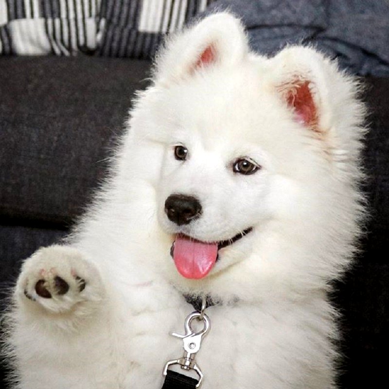 Meet Coconut Rice Bear, a four-year-old Samoyed who lives with her human Chuck Lai in San Francisco, California.