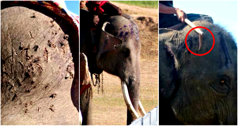 Disturbing Photos of Elephant Abuse Warn Tourists in Thailand Not to Ride Elephants