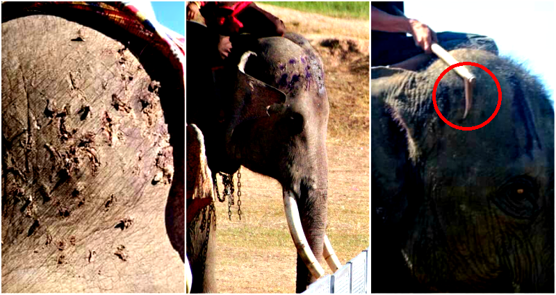 Disturbing Photos of Elephant Abuse Warn Tourists in Thailand Not to Ride Elephants