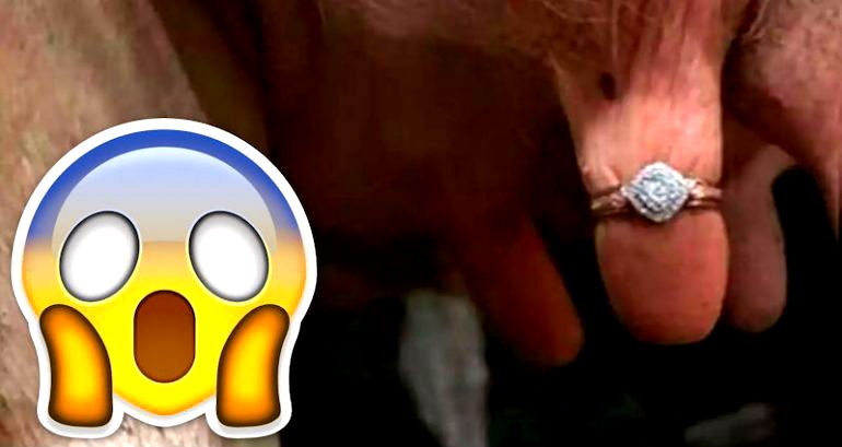 Singaporean Farmer Proposes to Girlfriend By Putting Engagement Ring on Cow’s Teat