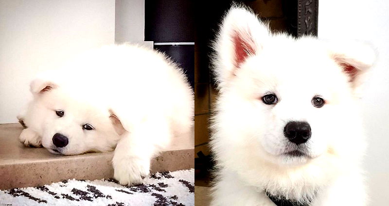 San Francisco Man’s Samoyed Set to Earn Over $80,000 a Year on Instagram