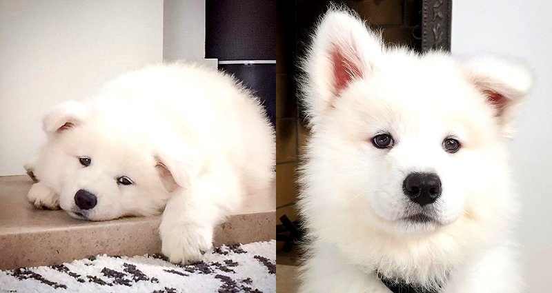 San Francisco Man’s Samoyed Set to Earn Over $80,000 a Year on Instagram