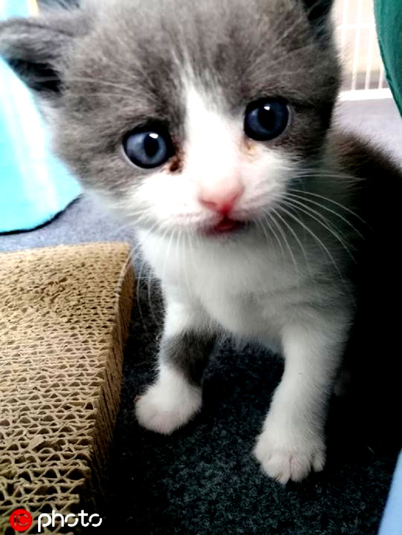 A Chinese businessman dug up his dead cat hours after it passed away to get it cloned for thousands of dollars.