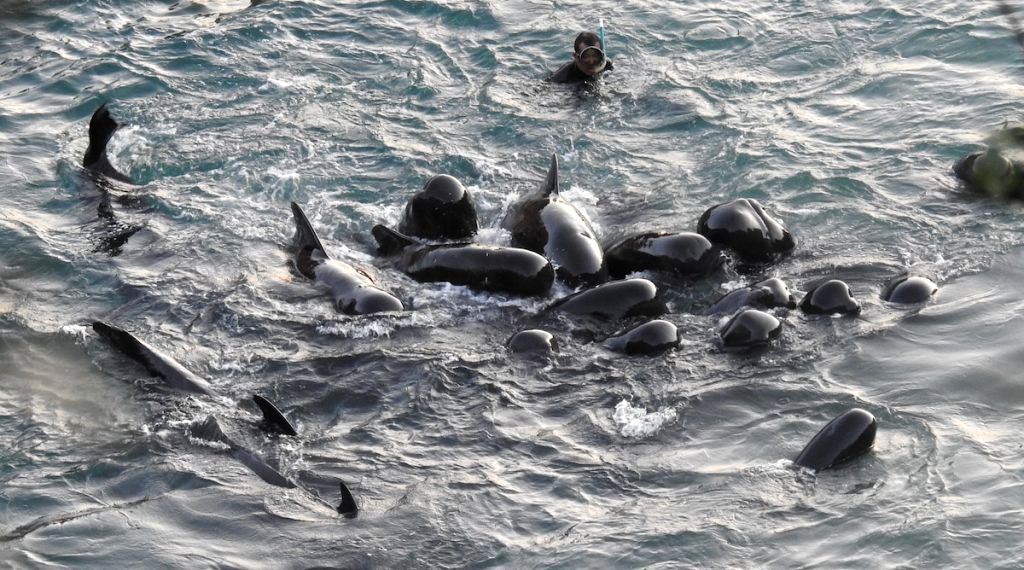 A video filmed in Taiji, Japan released by non-profit organization Dolphin Project has captured the heartbreaking and barbaric kick-off to the small Japanese village's dolphin hunting season.
