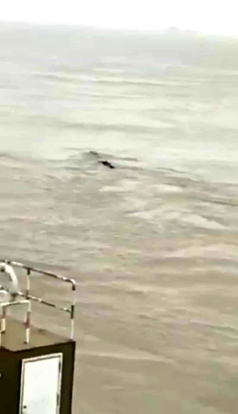 An unknown, serpent-like object slithering up the Yangtze River has social media users speculating that China may have spawned its very own Loch Ness Monster.