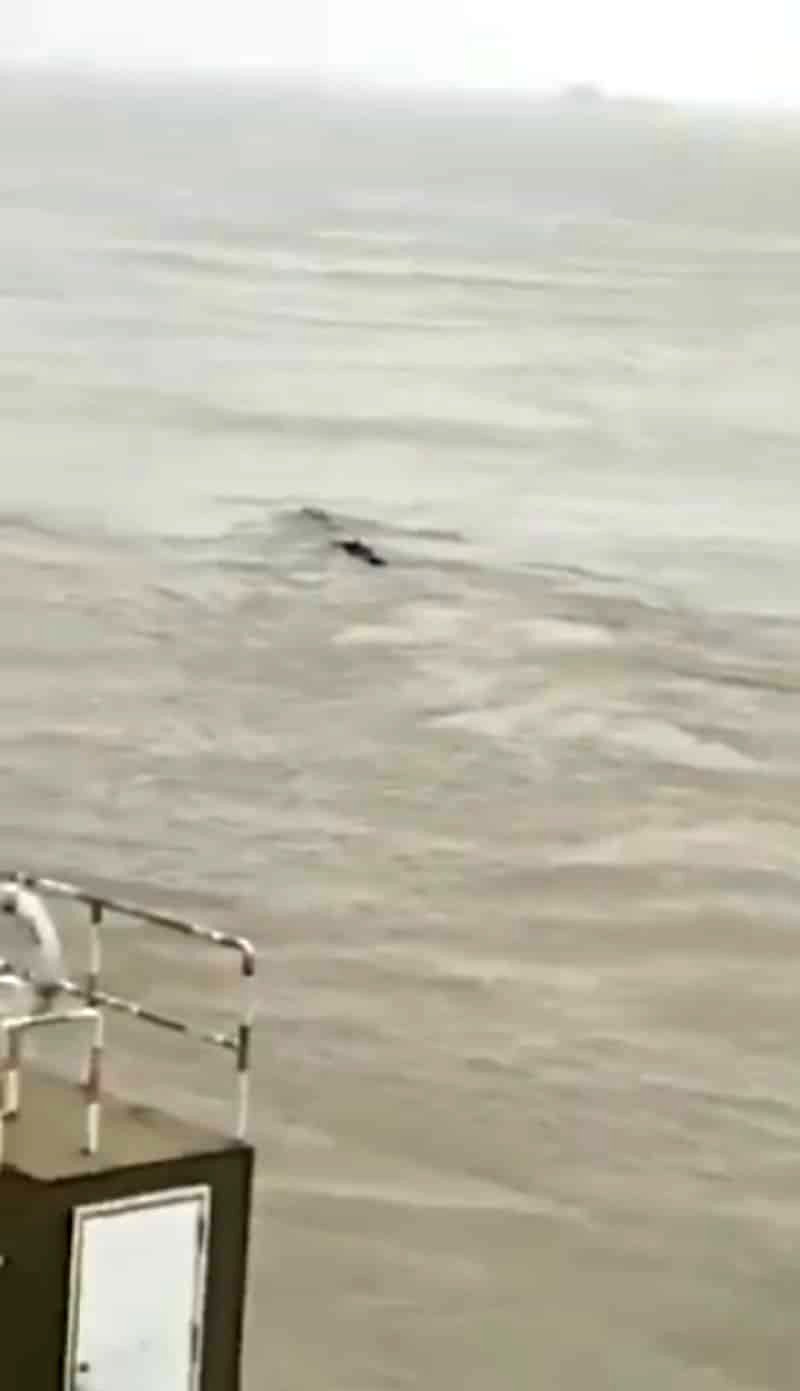 An unknown, serpent-like object slithering up the Yangtze River has social media users speculating that China may have spawned its very own Loch Ness Monster.