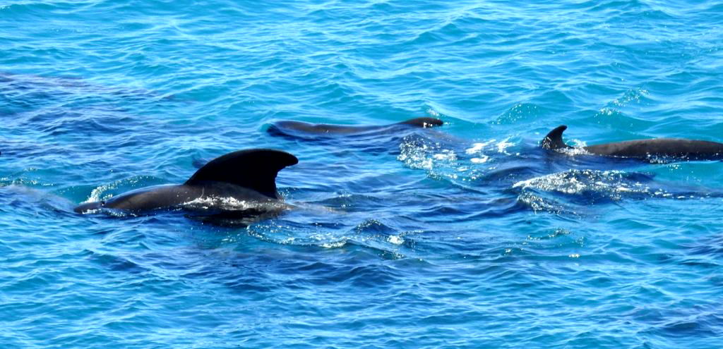 A video filmed in Taiji, Japan released by non-profit organization Dolphin Project has captured the heartbreaking and barbaric kick-off to the small Japanese village's dolphin hunting season.