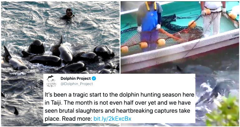 Dolphin Family Huddles Together One Last Time Before Being Slaughtered By Fishermen in Japan