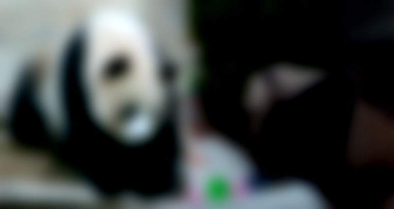 Giant Panda’s Sudden Death in Thai Zoo Sparks Anger in China