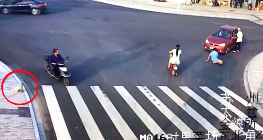 Puppy Wisely Uses the Crosswalk After Seeing Jaywalker Get Hit By a Car