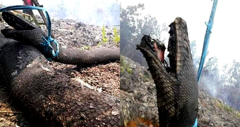 Giant 30-Foot Wild Snakes Die Trying to Escape Indonesia’s Forest Fires