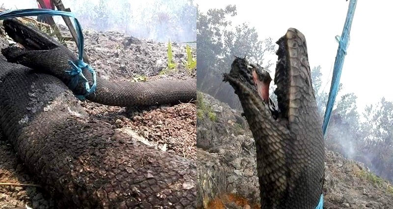 Giant 30-Foot Wild Snakes Die Trying to Escape Indonesia’s Forest Fires