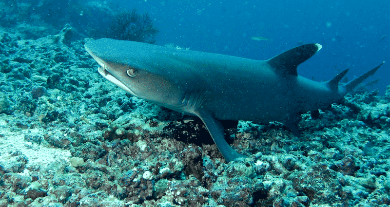 Malaysia Votes Against Protecting Endangered Sharks