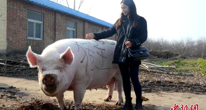 China is Now Breeding Giant 1,100-Pound Pigs Over Pork Shortage