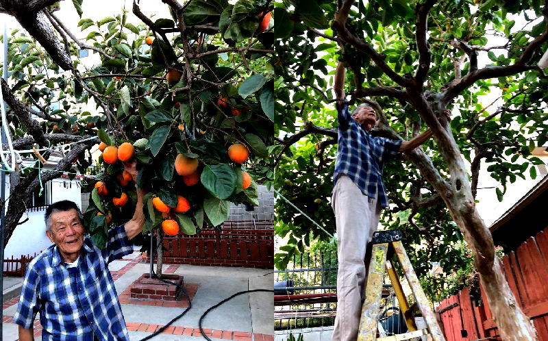 Images of an 89-year-old gong gong (grandpa) posing proudly with his winter melons and adorable corgi have won over thousands of hearts on social media.