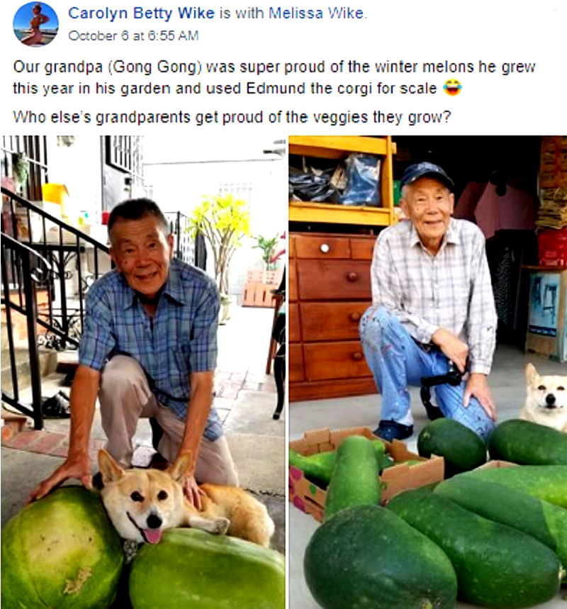 Images of an 89-year-old gong gong (grandpa) posing proudly with his winter melons and adorable corgi have won over thousands of hearts on social media.