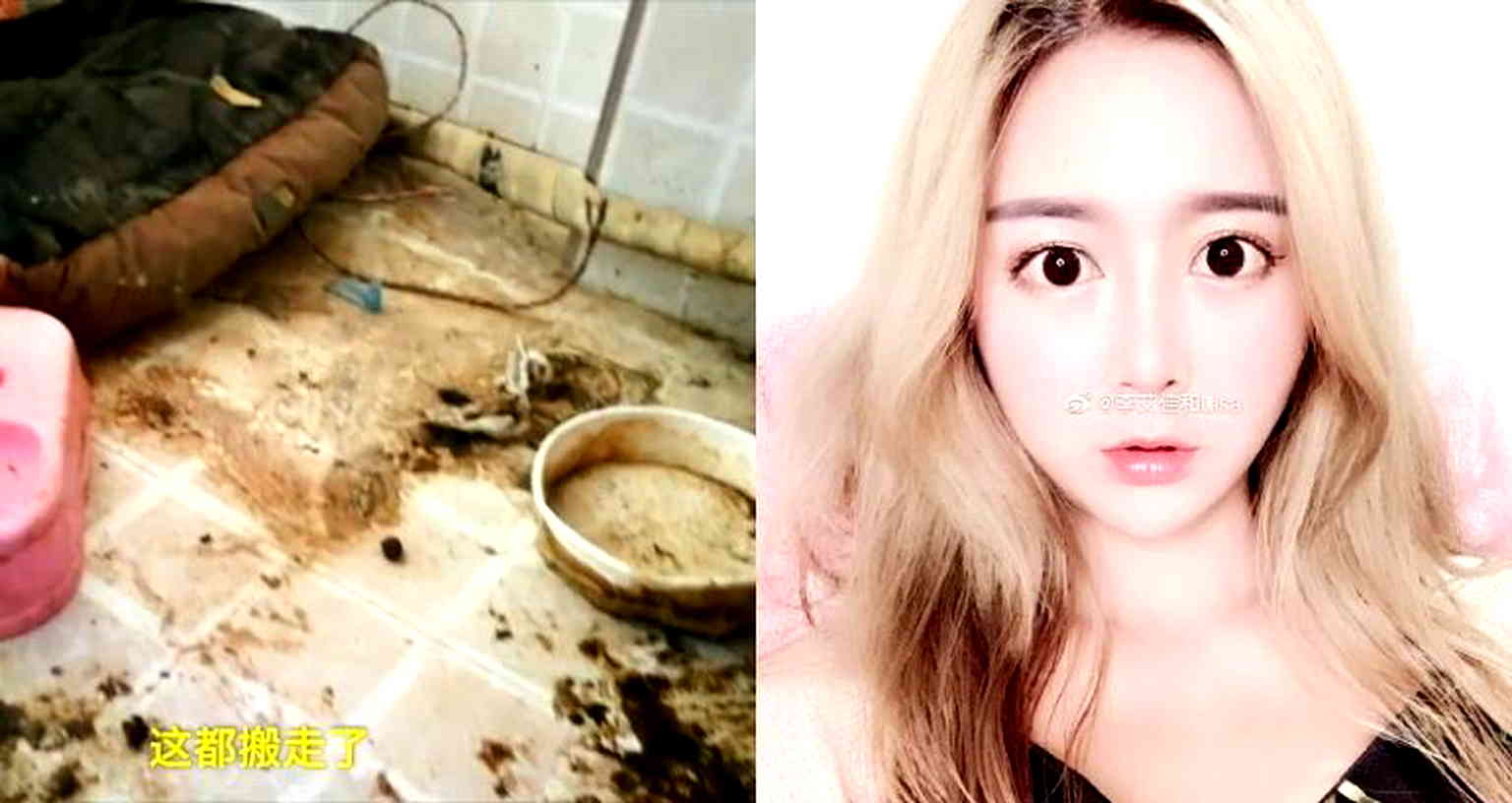 Landlady Exposes ‘Luxury’ Influencer’s Apartment Covered in Trash and Dog Feces