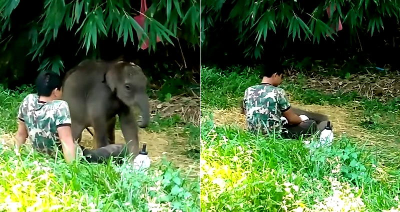 Orphaned Baby Elephant Cuddles With Her Human After Herd Rejects Her