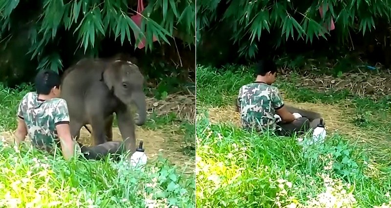 Orphaned Baby Elephant Cuddles With Her Human After Herd Rejects Her