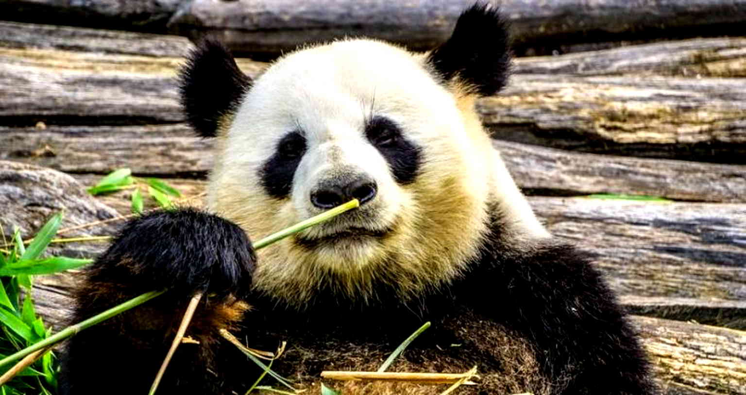 Celebrity Panda’s Death in Thailand Caused by Heart Failure