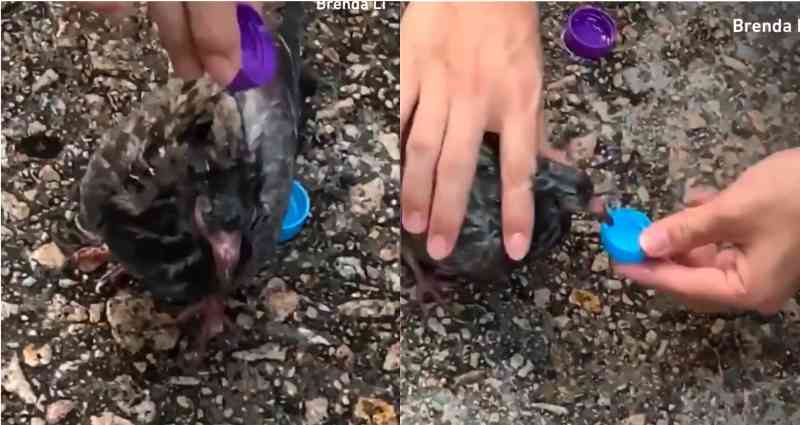 Pigeon Gets Tear-Gassed in HK Protests, Protesters Stop to Help