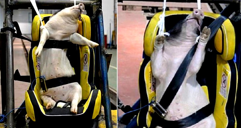 Animal rights advocates are condemning the actions of a group of Chinese researchers who have reportedly been using live pigs as crash test dummies.