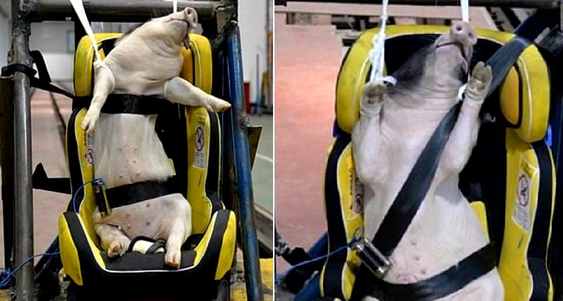 Animal rights advocates are condemning the actions of a group of Chinese researchers who have reportedly been using live pigs as crash test dummies.