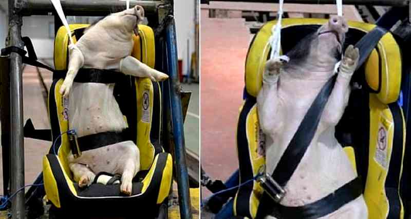Animal rights advocates are condemning the actions of a group of Chinese researchers who have reportedly been using live pigs as crash test dummies.
